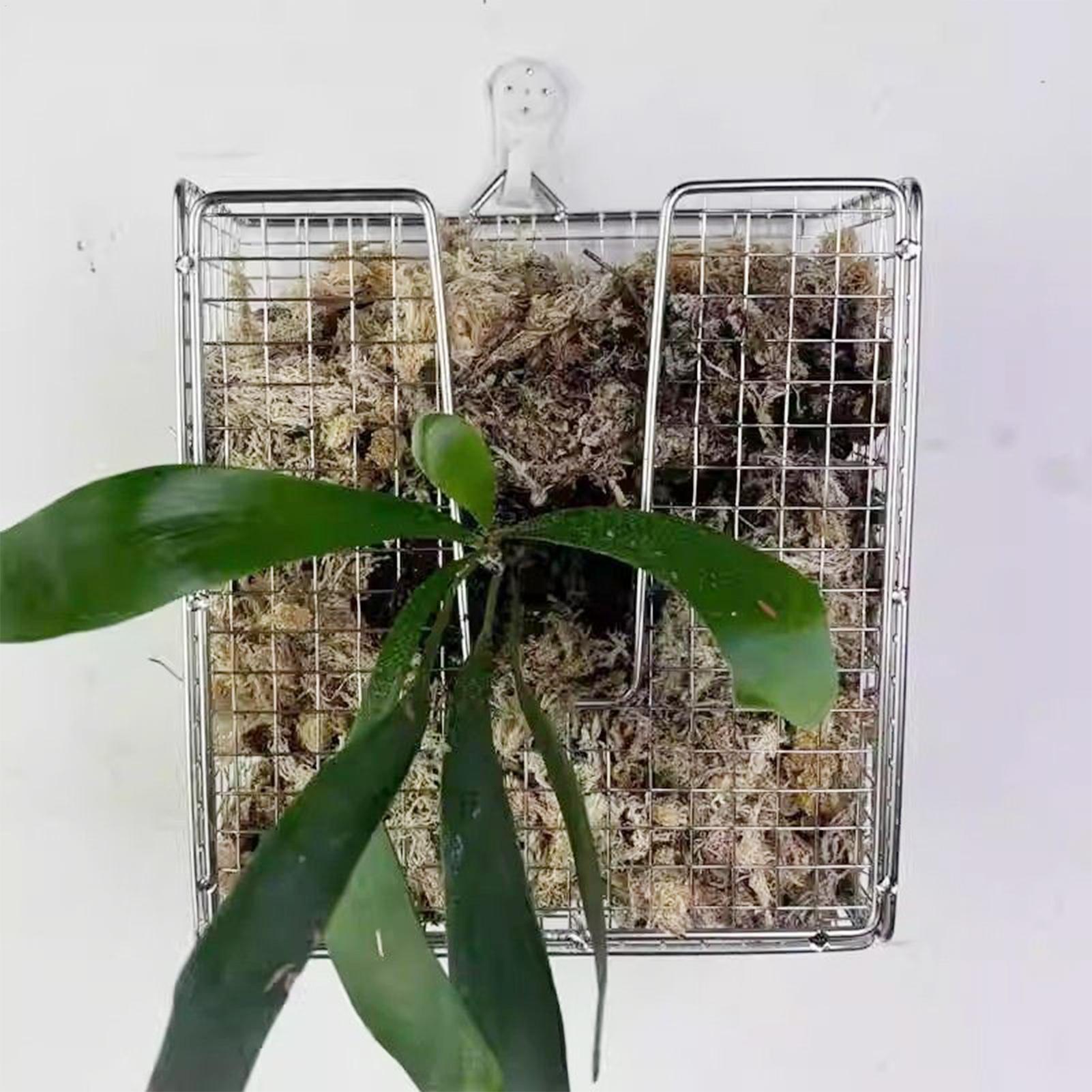 Staghorn Fern Mounting Kit sta - Hanging Planter Basket 评论和价格