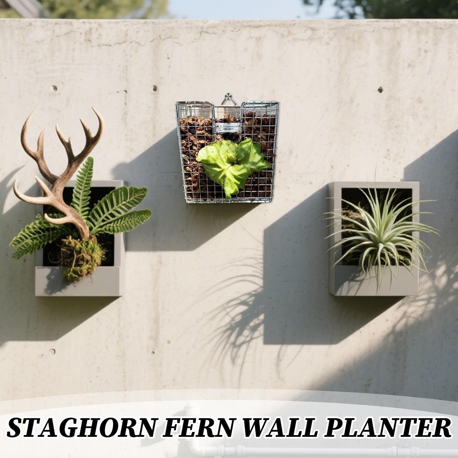 Staghorn Fern Mounting Kit sta - Hanging Planter Basket 评论和价格